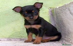 Pinscher Miniatura perros en venta: Bonito bebé de Pinscher Miniatura - Imagen 1