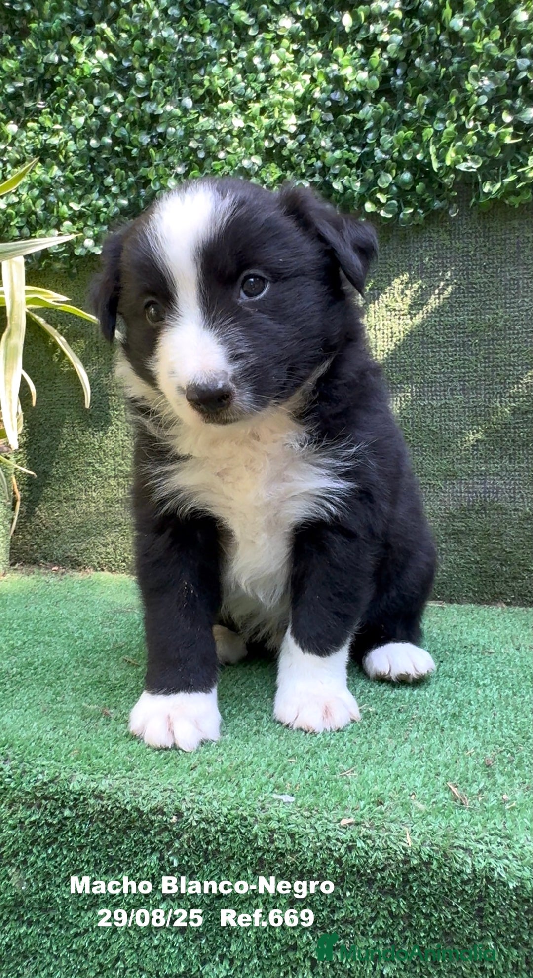 Border Collie perros en venta: Border Collie De Villa Biznaga - Imagen 12