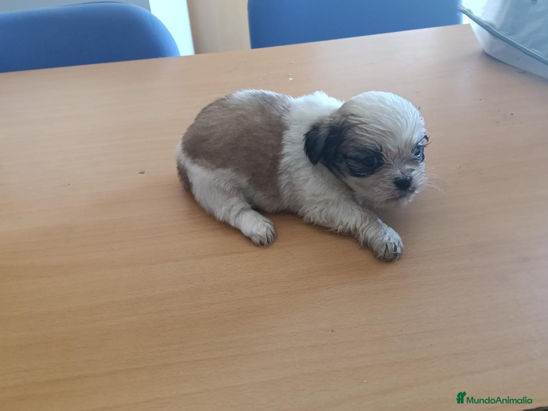 Shih Tzu perros CACHORR@S SHIT ZU - Anuncio 18