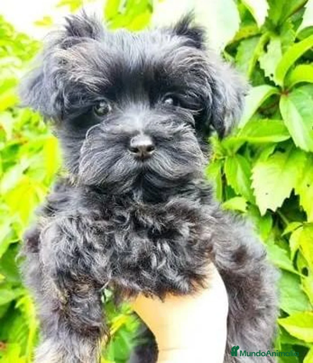Yorkiepoo perros en venta: Hembras Yorkiepoo - Anuncio 1