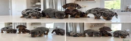 Teckel Miniatura perros en venta: TECKEL CACHORROS SEEVILLA - DOS HERMANAS  - Anuncio 1