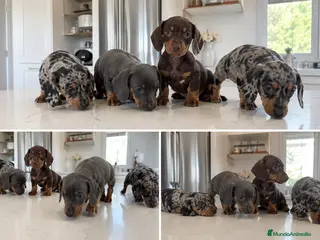 Teckel Miniatura perros TECKEL CACHORROS SEEVILLA - DOS HERMANAS - Anuncio 2