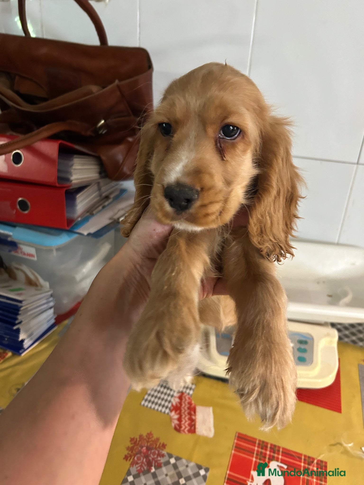 Cocker Spaniel Inglés perros Cocker spanial inglés  - Anuncio 1