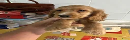 Cocker Spaniel Inglés perros en venta: Cocker spanial inglés  - Anuncio 1
