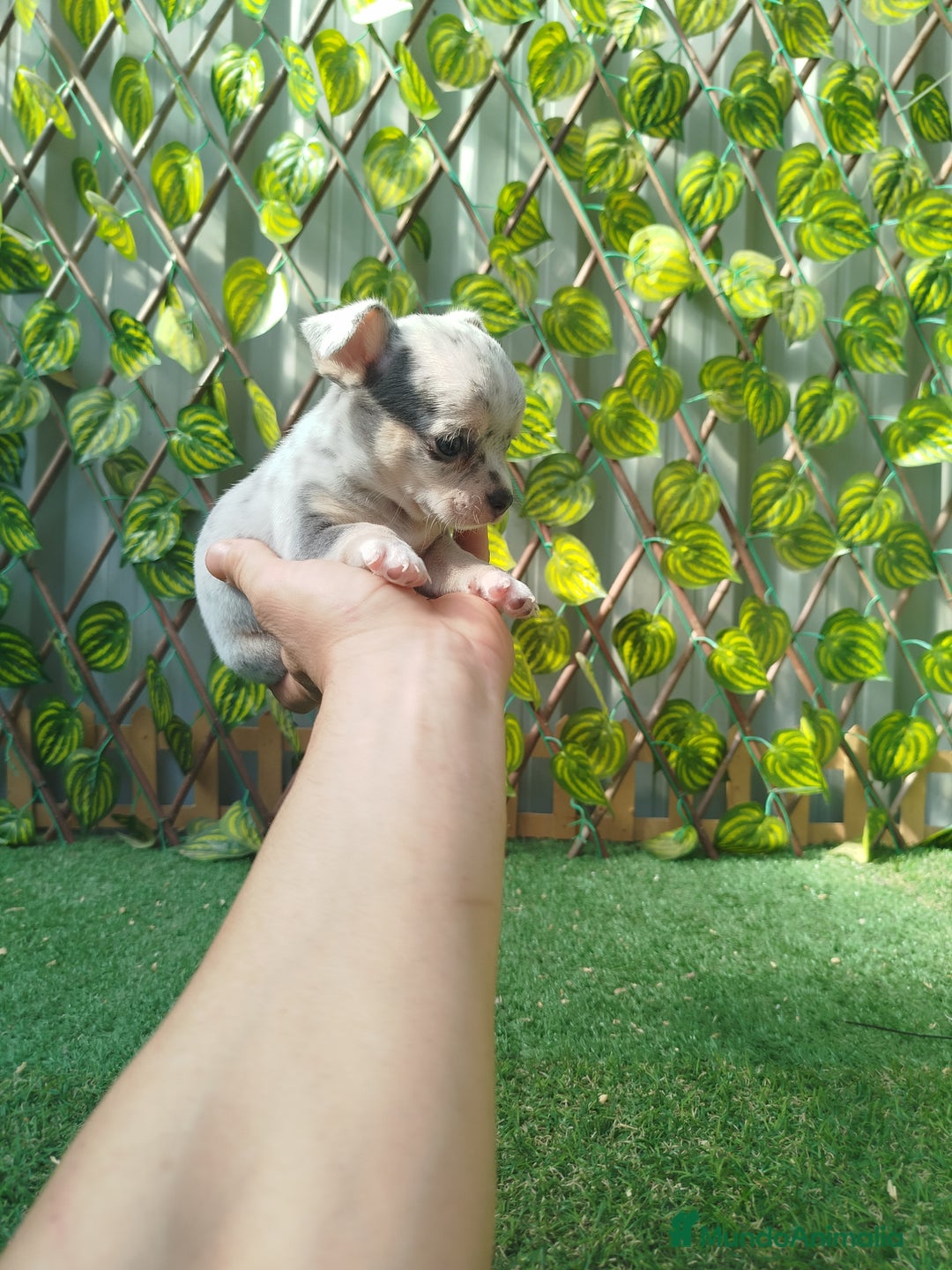 Chihuahua perros en venta: Chihuahua Toy merlé  - Anuncio 3