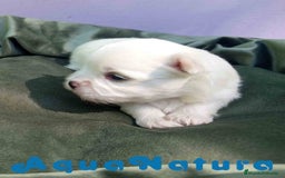 Bichón Maltés perros en venta: Bichon Maltes Macho 2 AQUANATURA - Imagen 1