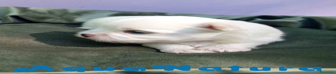 Bichón Maltés