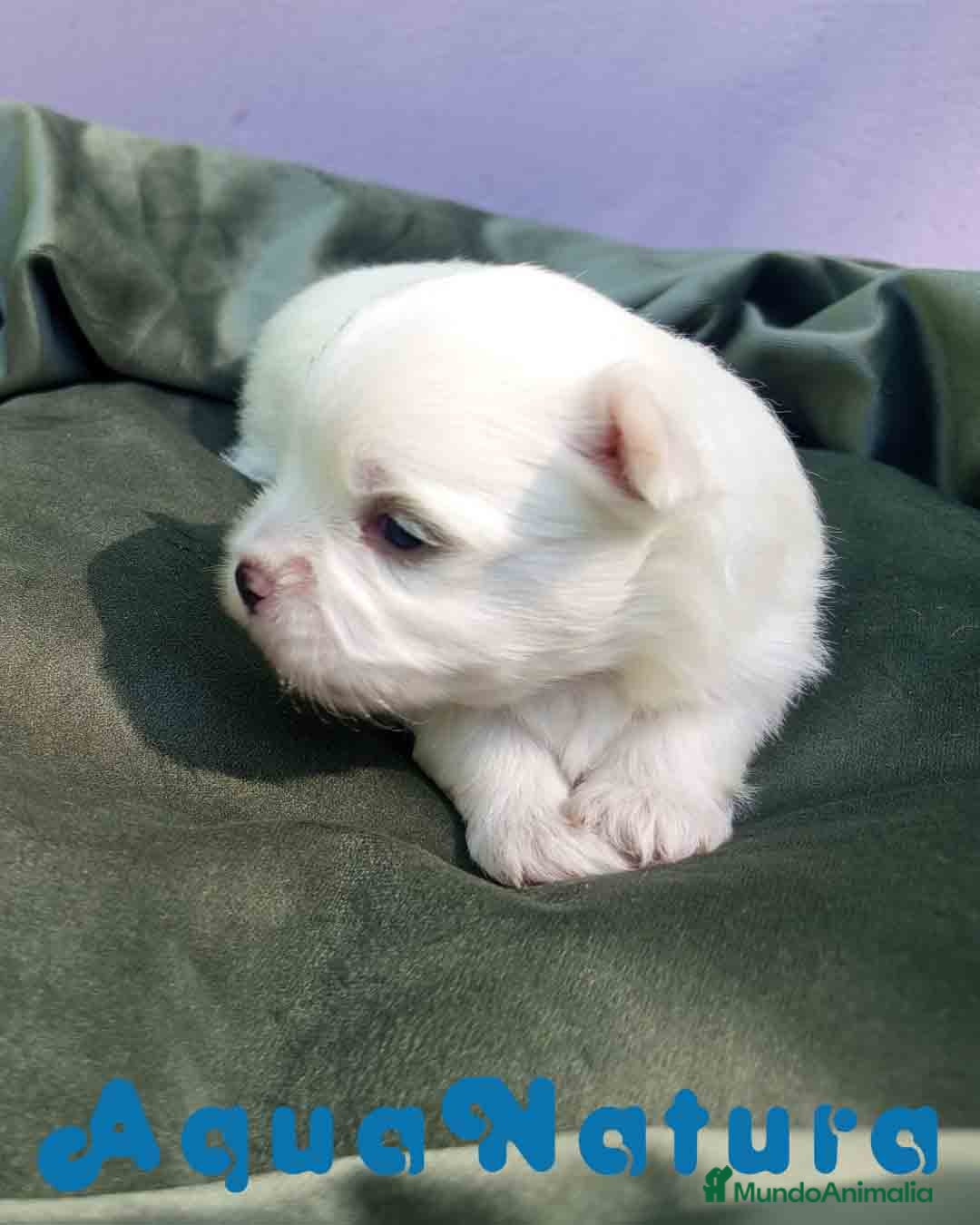Bichón Maltés perros en venta: Bichon Maltes Macho 2 AQUANATURA - Imagen 1