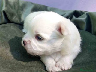 Bichón Maltés perros - Anuncio 31