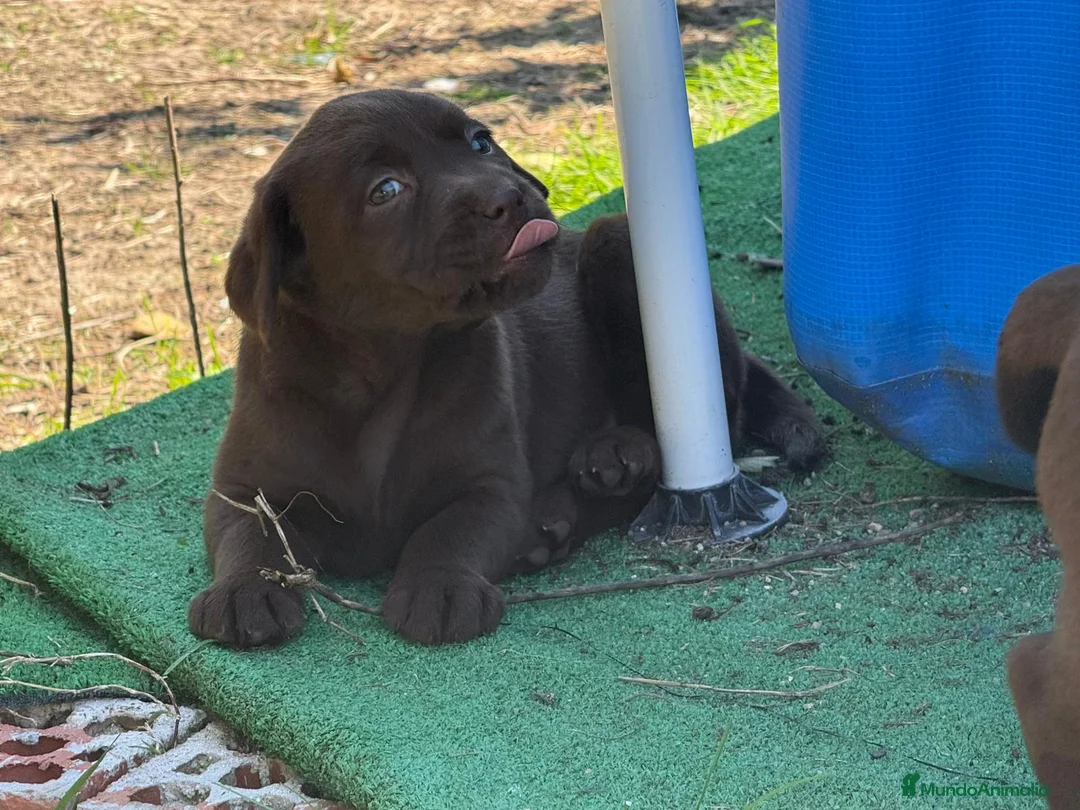 Labrador Retriever perros en venta: Último macho labrador chocolate  - Anuncio 4