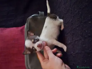 Chihuahua perros Chihuahua miniatura en Badajoz - Anuncio 16