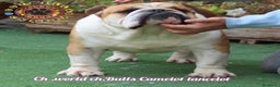 Bulldog Inglés perros para monta: Bulldog ingles ch monta  en Salamanca - Anuncio 1