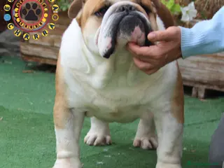 Bulldog Inglés perros Bulldog ingles ch monta - Anuncio 1