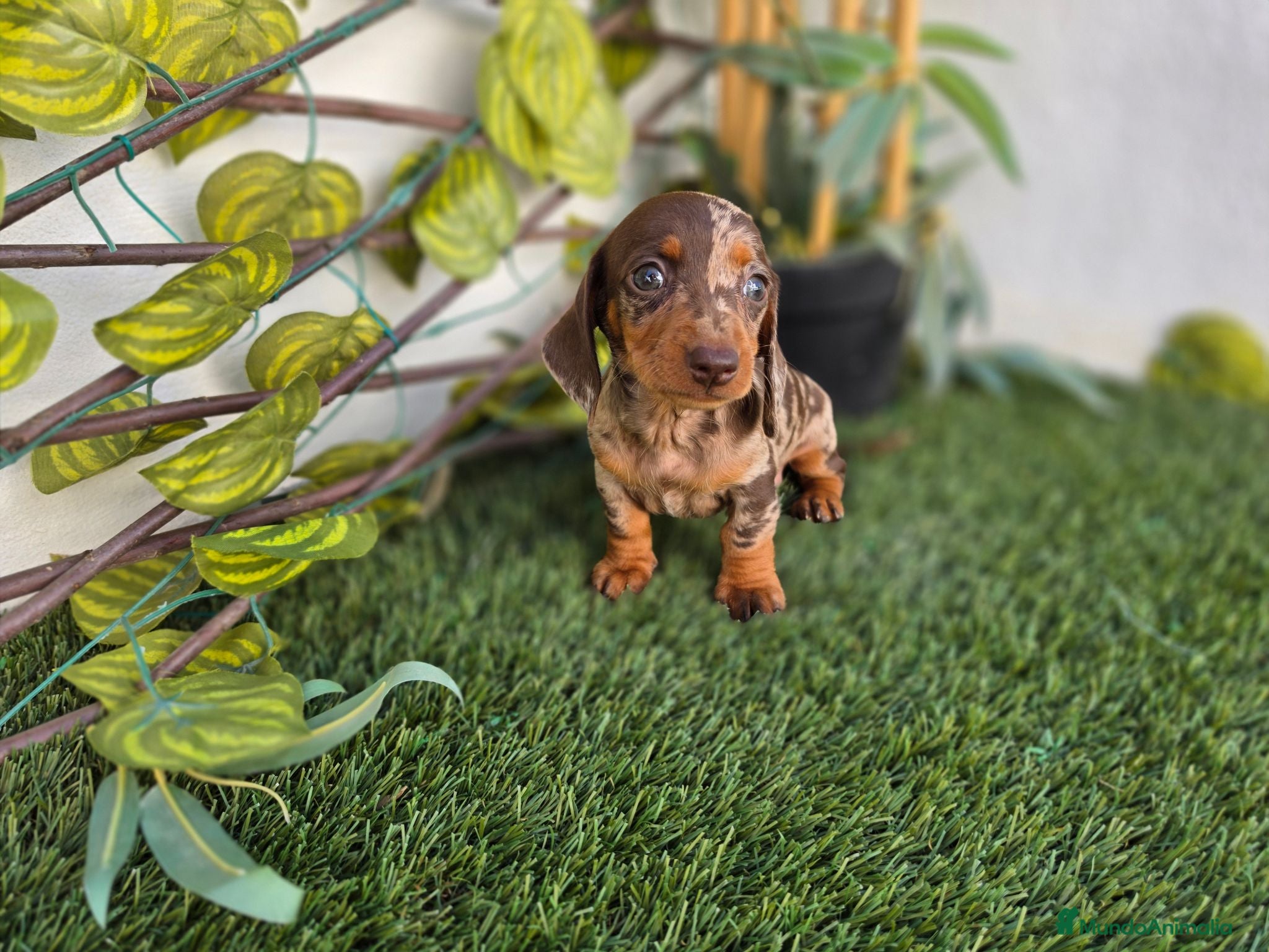 Teckel Miniatura perros TECKEL KANNINCHEN ARLEQUIN  - Anuncio 3