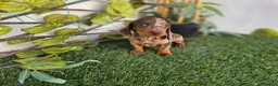 Teckel Miniatura perros en venta: TECKEL KANNINCHEN ARLEQUIN  - Anuncio 1