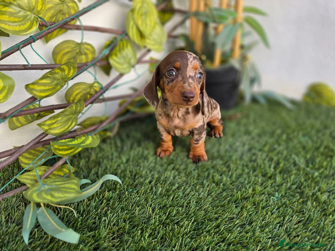 Teckel Miniatura perros en venta: TECKEL KANNINCHEN ARLEQUIN  - Anuncio 1