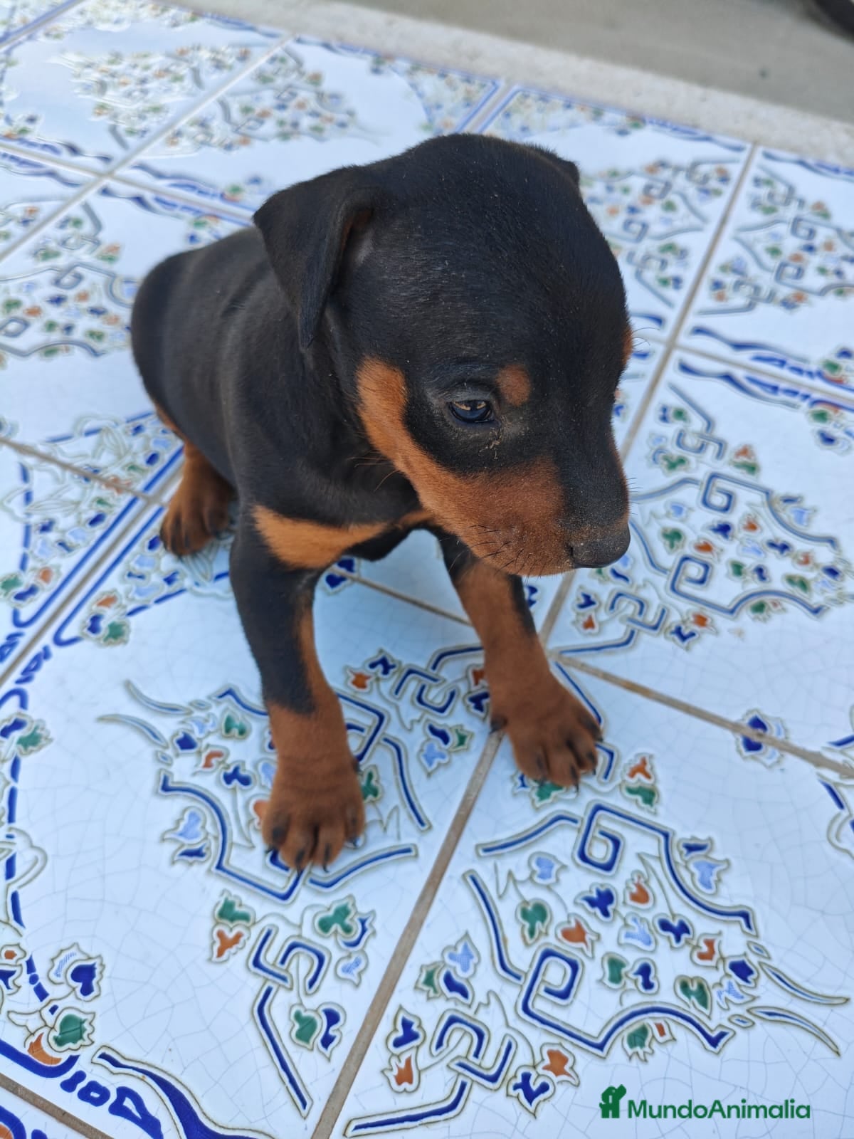 Pinscher Miniatura perros Pinscher Miniatura Top - Anuncio 1