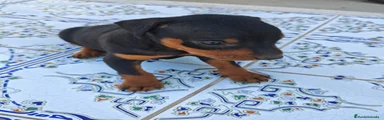 Pinscher Miniatura Cachorro 4