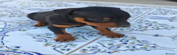 Pinscher Miniatura perros en venta: Pinscher Miniatura Top - Anuncio 1