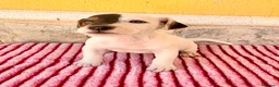 Jack Russell Terrier perros en venta: Jack Russell Terrier macho  - Anuncio 17