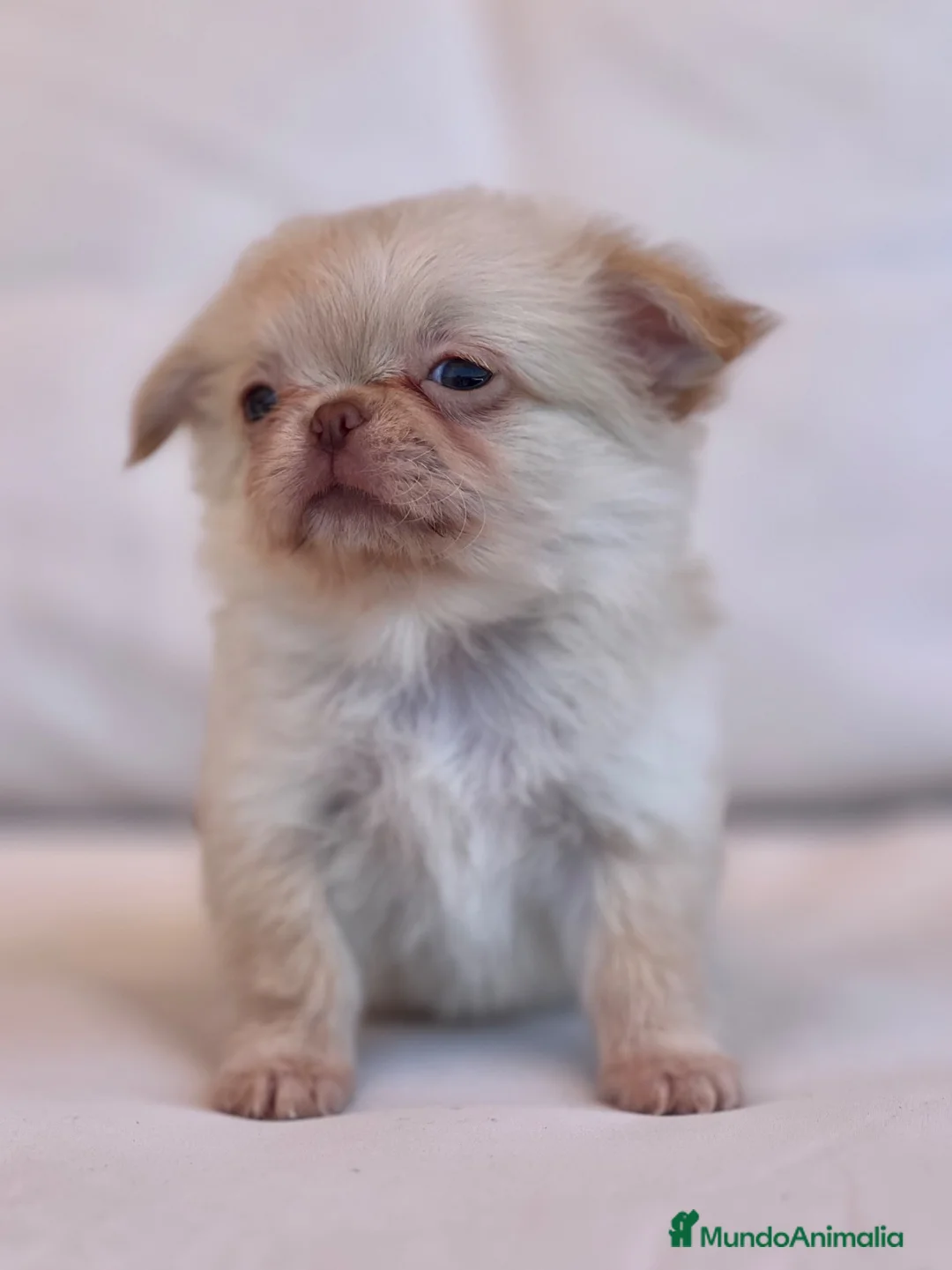 Chihuahua perros en venta: ESPECTACULAR CHIHUAHUA THAILANDES PLATINUM - Anuncio 2