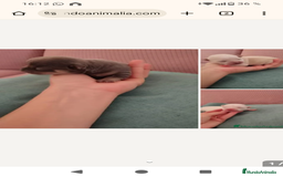 Chihuahua perros en venta: Camada de chihuahuas - Anuncio 1