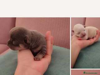 Chihuahua perros Camada de chihuahuas - Anuncio 10