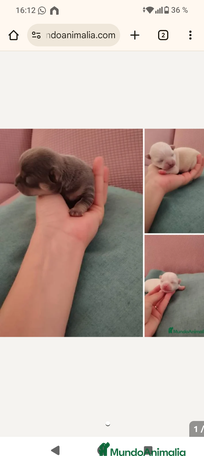 Chihuahua perros Camada de chihuahuas - Anuncio 1