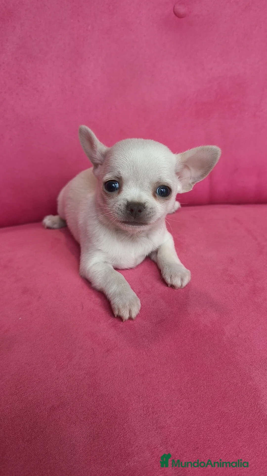 Chihuahua perros en venta: Chihuahuas Toy  - Anuncio 6