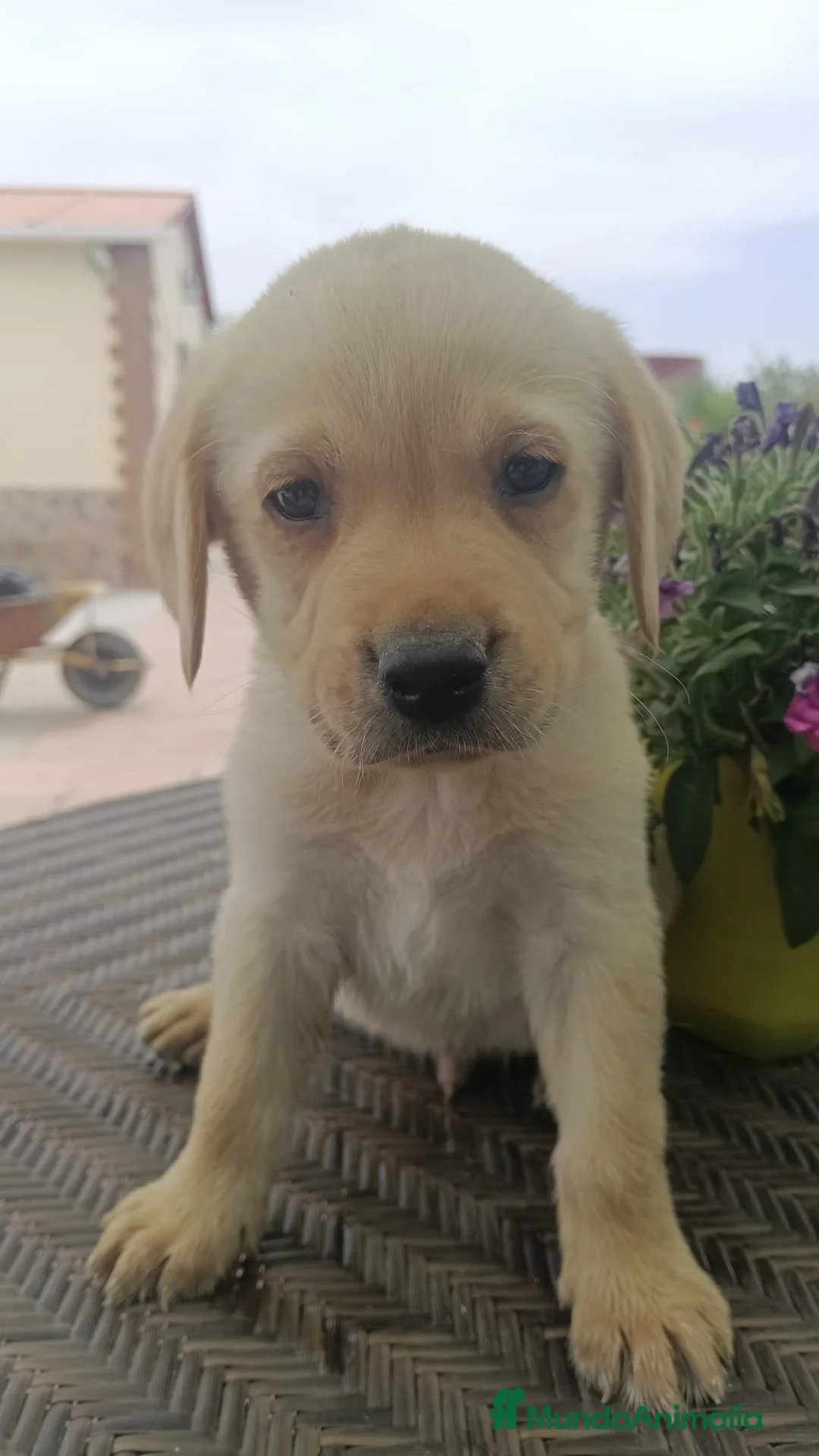 Labrador Retriever perros en venta: Preciosos machos de labrador retriever🐶🐾 - Anuncio 1