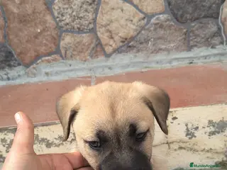 Mastín Español perros SOLO HOY!!! 200€ PRECIO REAL!! - Anuncio 1