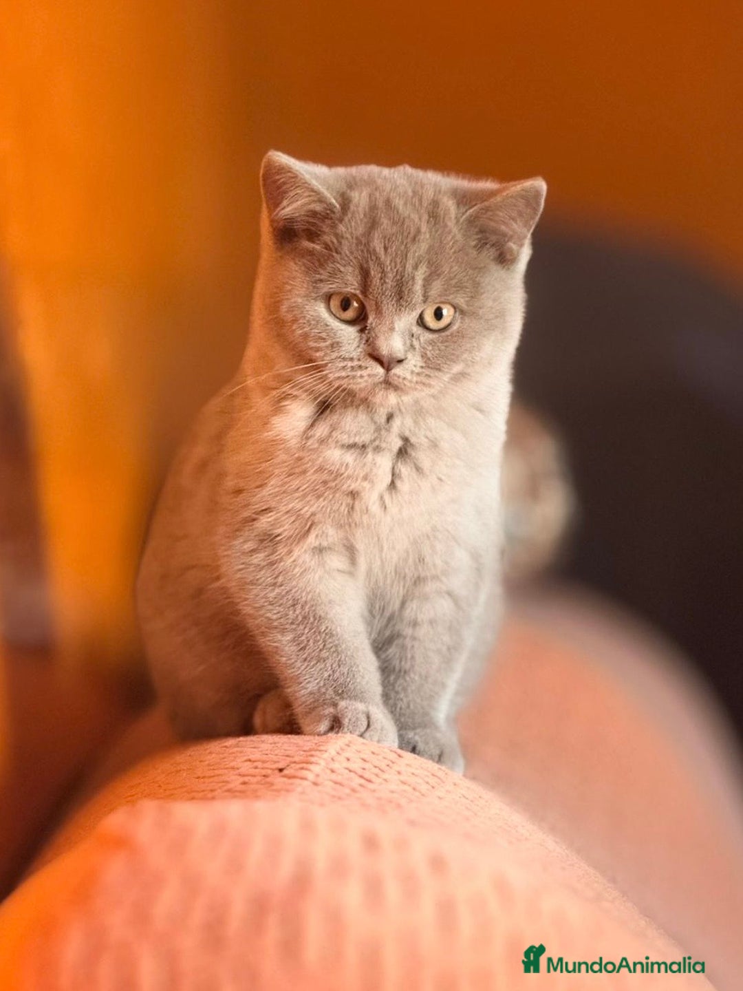 Británico de Pelo Corto gatos en venta: HEMBRA BRITISHSHORTHAIR LILAC - Imagen 4