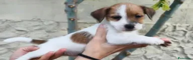 Jack Russell Terrier 1