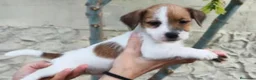 Jack Russell Terrier perros en venta: Cachorros de Jack Russell - Anuncio 4
