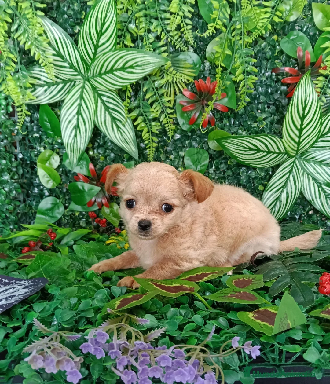 Chihuahua perros en venta: Chihuhua de pelo largo  en Málaga - Anuncio 2