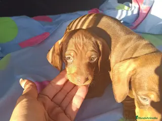 Teckel Miniatura perros Teckels Miniatura - Anuncio 17