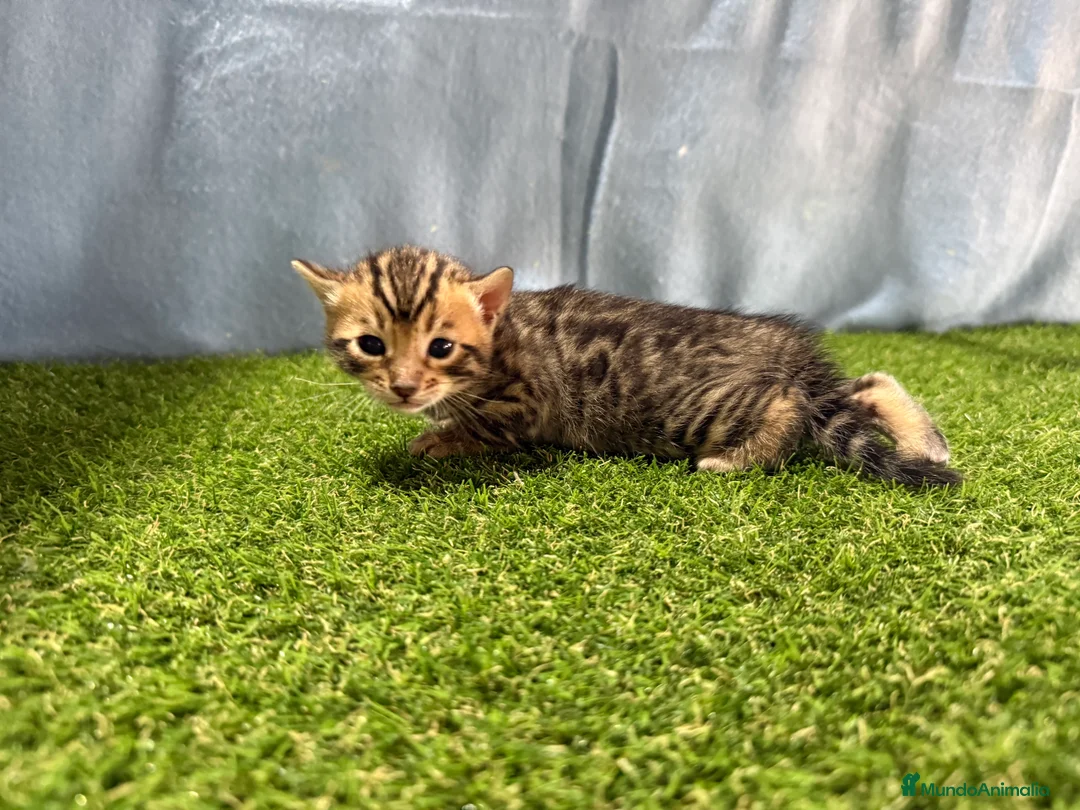 Bengalí gatos en venta: Bengalí hembra  - Anuncio 1