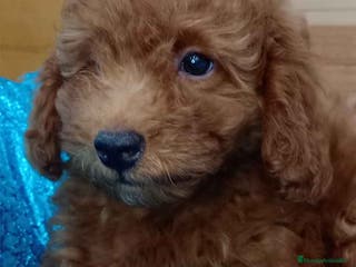 Caniche Toy perros Caniche Hembra de Bella y Can 6075 AQUANATURA en Barcelona - Anuncio 19