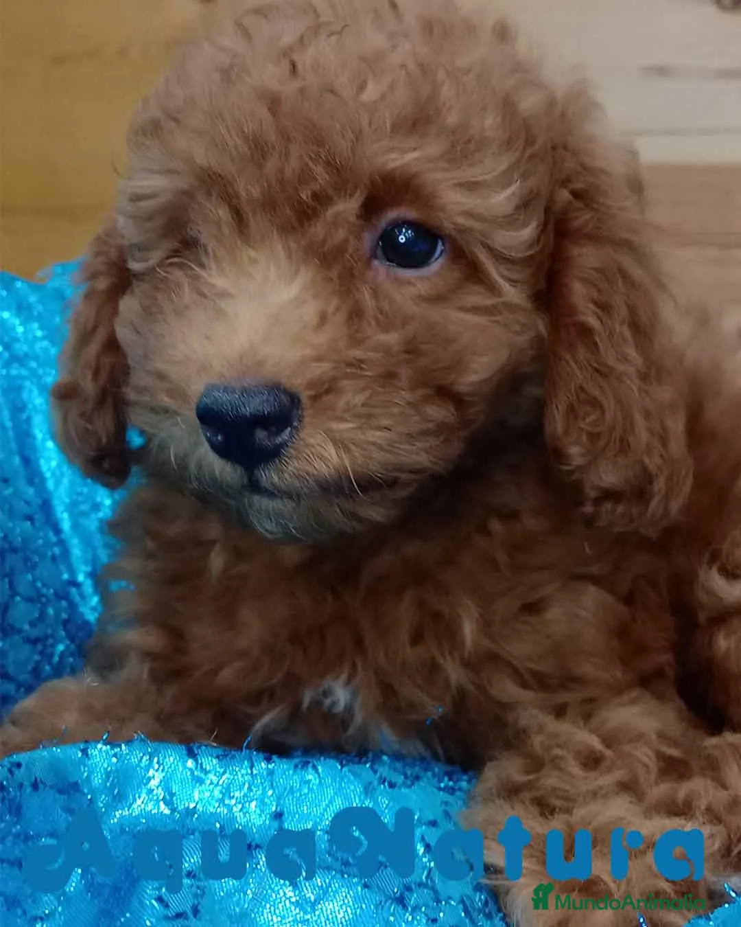 Caniche Toy perros en venta: Caniche Hembra de Bella y Can 6075 AQUANATURA en Barcelona - Anuncio 1