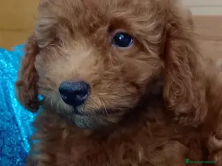 Caniche Toy perros Caniche Hembra de Bella y Can 6075 AQUANATURA en Barcelona - Anuncio 16