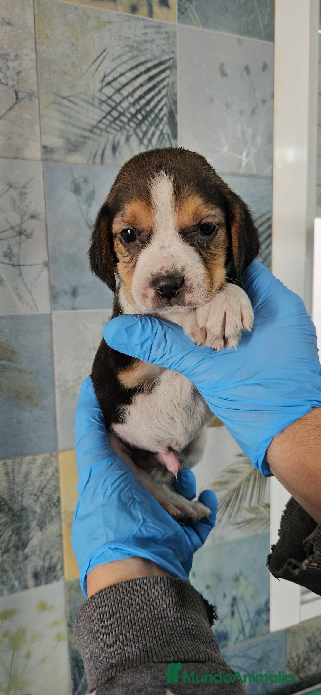 Beagle perros en venta: Beagle en jerez - Anuncio 5