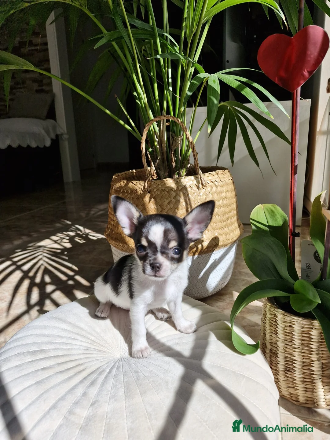 Chihuahua perros en venta: Chihuahuas miniaturas  en Barcelona - Anuncio 4