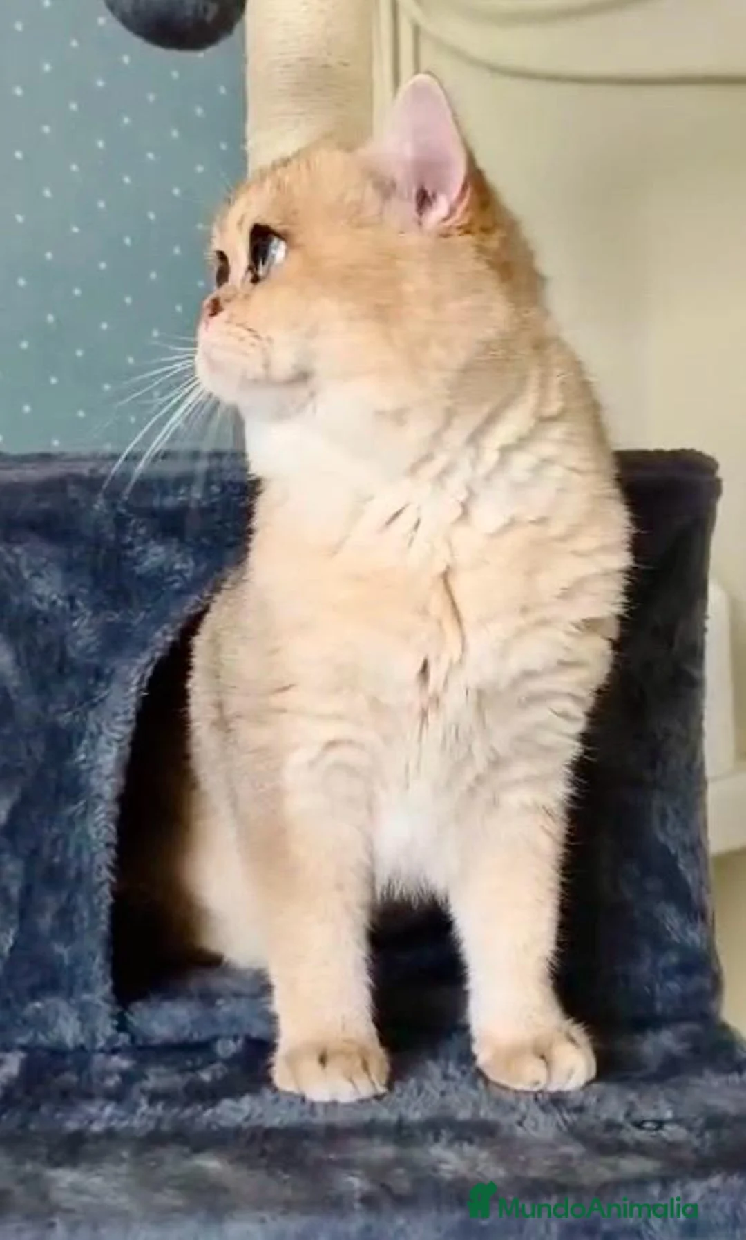 Británico de Pelo Corto gatos para monta: Monta British Shortair Golden - Anuncio 2