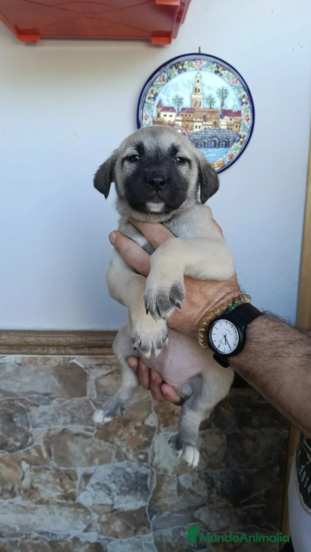 Mastín Español perros en venta: Últimas mastines disponibles para entregar ya!! - Anuncio 4