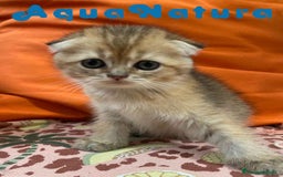 Scottish Fold gatos en venta: Scottish Fold Hembra 6419 AQUANATURA - Imagen 1