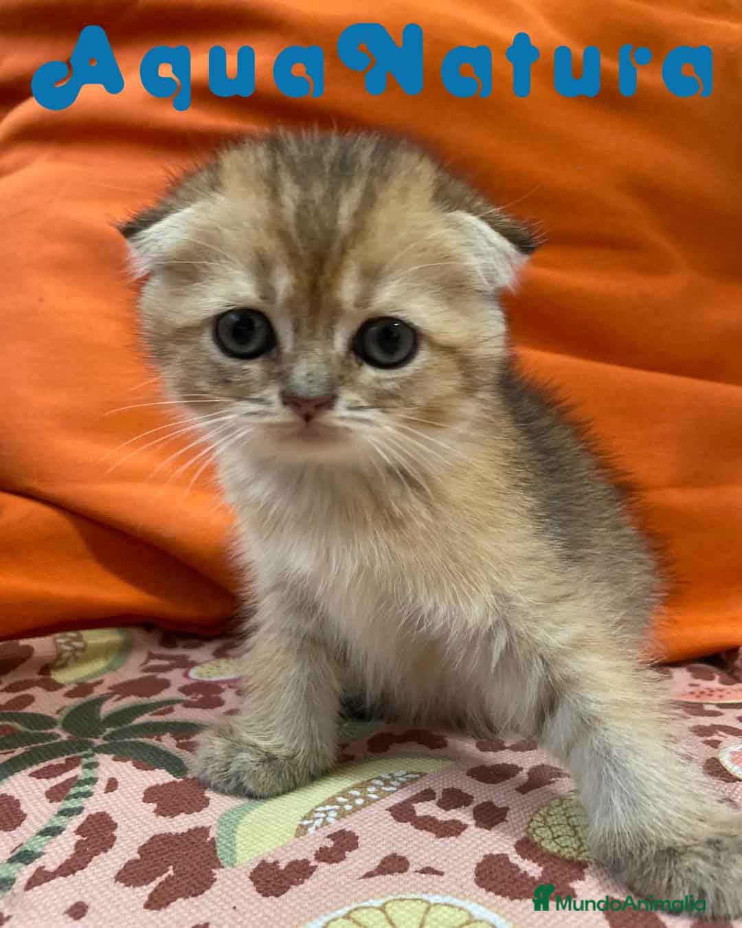 Scottish Fold gatos en venta: Scottish Fold Hembra 6419 AQUANATURA - Imagen 1