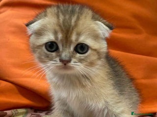 Scottish Fold gatos - Anuncio 16
