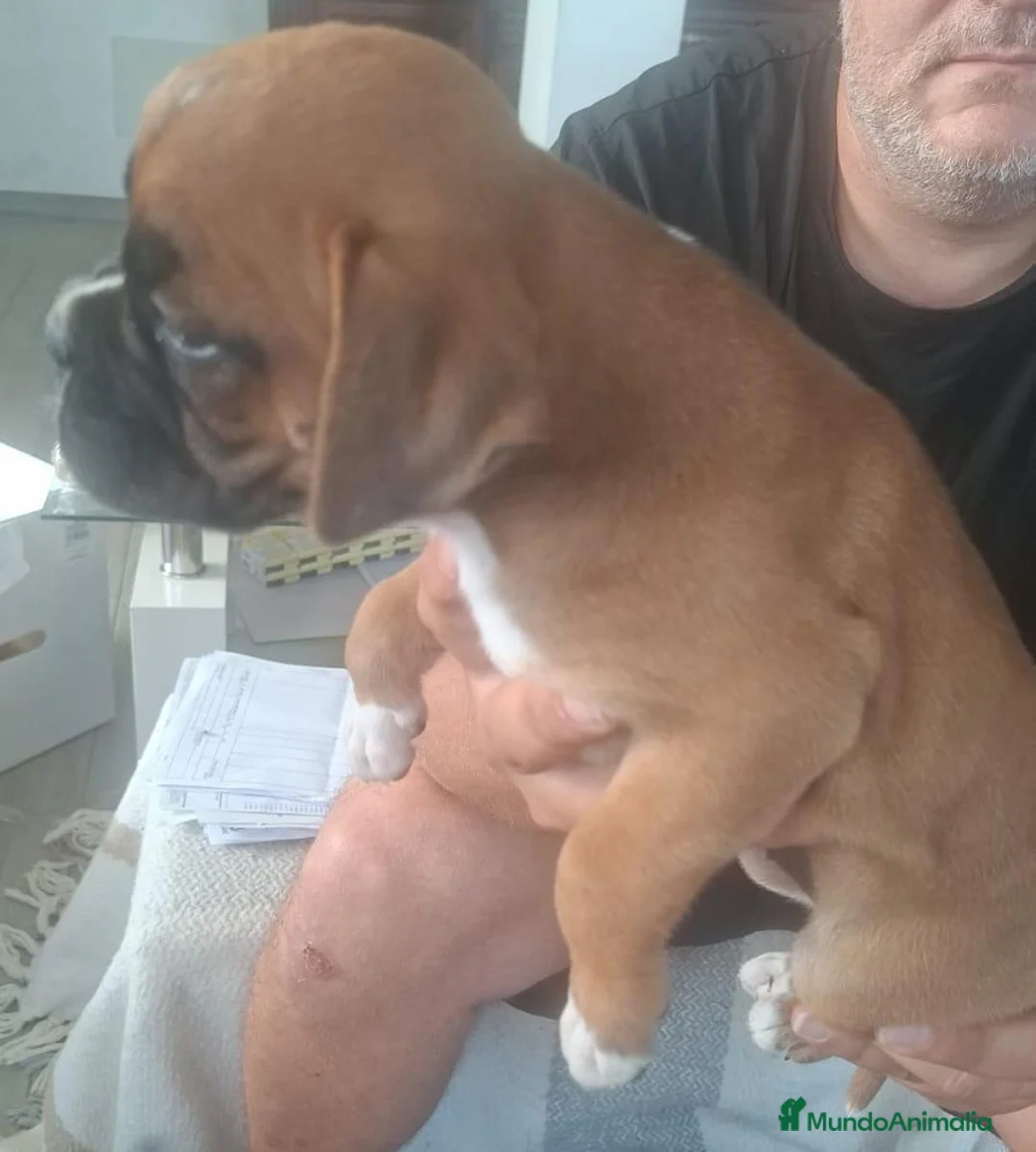 Boxer perros en venta: BOXER - Anuncio 5