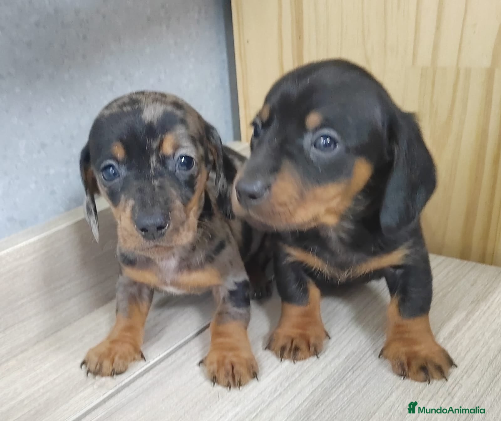 Teckel Miniatura perros Camada de Teckel Arlequin Miniatura - Anuncio 22