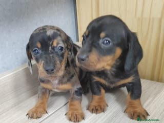 Teckel Miniatura perros Camada de Teckel Arlequin Miniatura - Anuncio 22